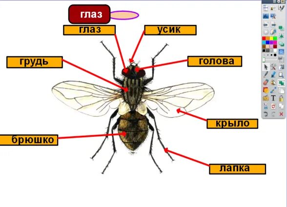 Насекомые урок 1 классе. Части тела насекомого 1 класс окружающий мир. Части насекомых 1 класс. Насекомые это 1 класс окружающий мир школа России. Кто такие насекомые 1 класс.