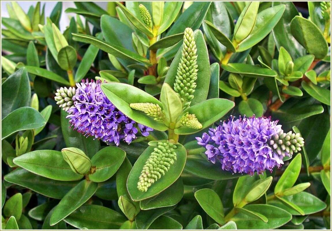 хебе растение. севериния буксифолия. кустарник буксифолия снежная королева. амсония иволистная. хэбэ растение.