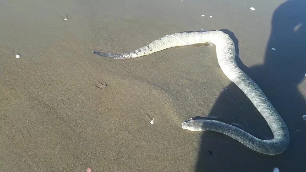 Морские змеи Гоа. Гоа змеи на пляже. Водяная змея на Гоа. Слепая змея Гоа. Ютуб змеиный
