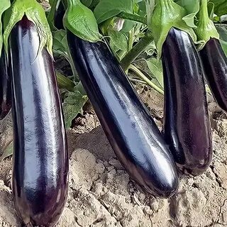 Баклажан каратая