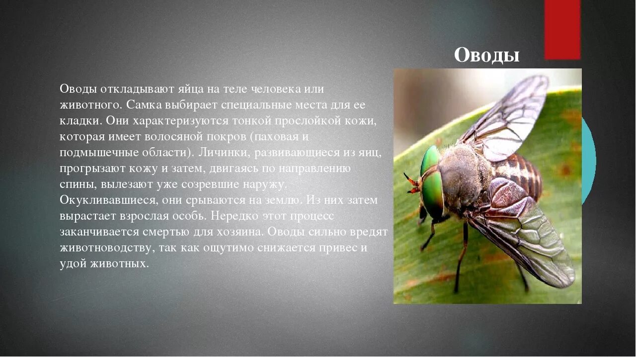 Рассказ сергея овода навигатор. Овод насекомое. Овод отложил яйца в человека.