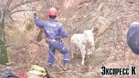 Козел спас