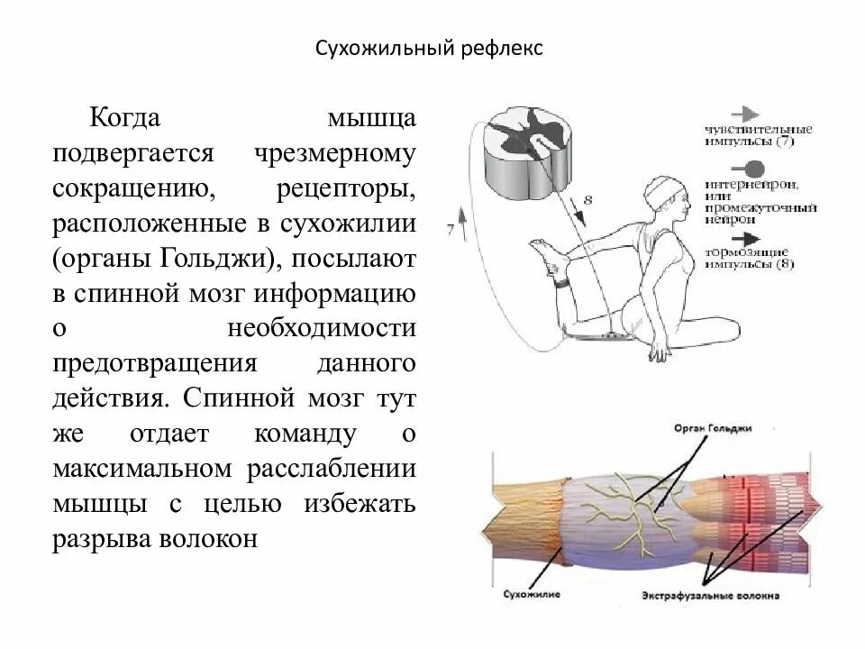 Рефлексы мышц. Рефлекс с сухожильных рецепторов Гольджи. Рефлекс сухожилия двуглавой мышцы. Рефлекс с сухожильных рецепторов. Сухожильный рефлекс Гольджи схема.