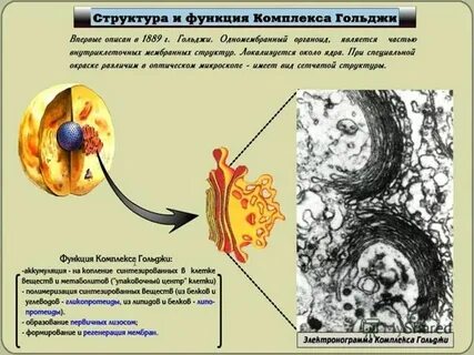 Строение и функции аппарата гольджи и лизосом