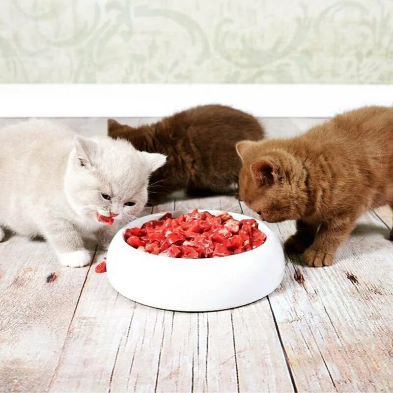 Котенок ест. Еда для котов. Еда для котят. Корм для кошек. Сонник кормить котят