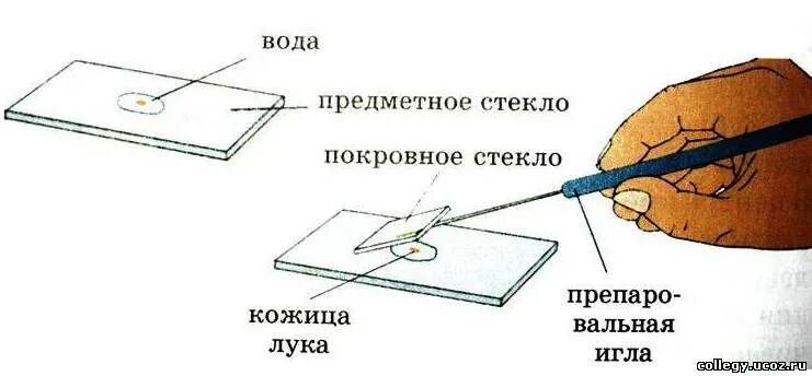 Для чего нужно предметное стекло. Предметно стекло и покрывное стекло. Предметное и покровное стекло. Покровное стекло для микроскопа.