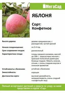 Яблоня конфетница описание сорта