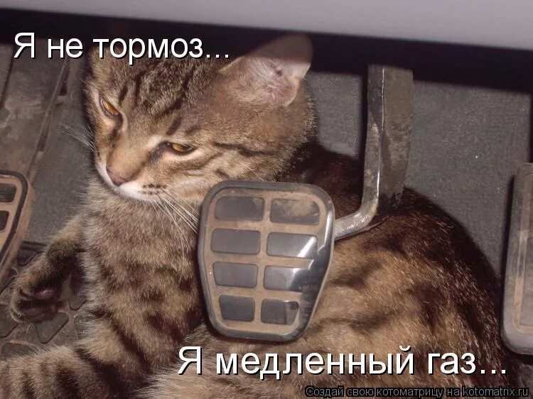 Надпись тормози. Шутка про улитку. Медленный газ. Международное энергетическое агентство. Тормоз прикольные картинки.