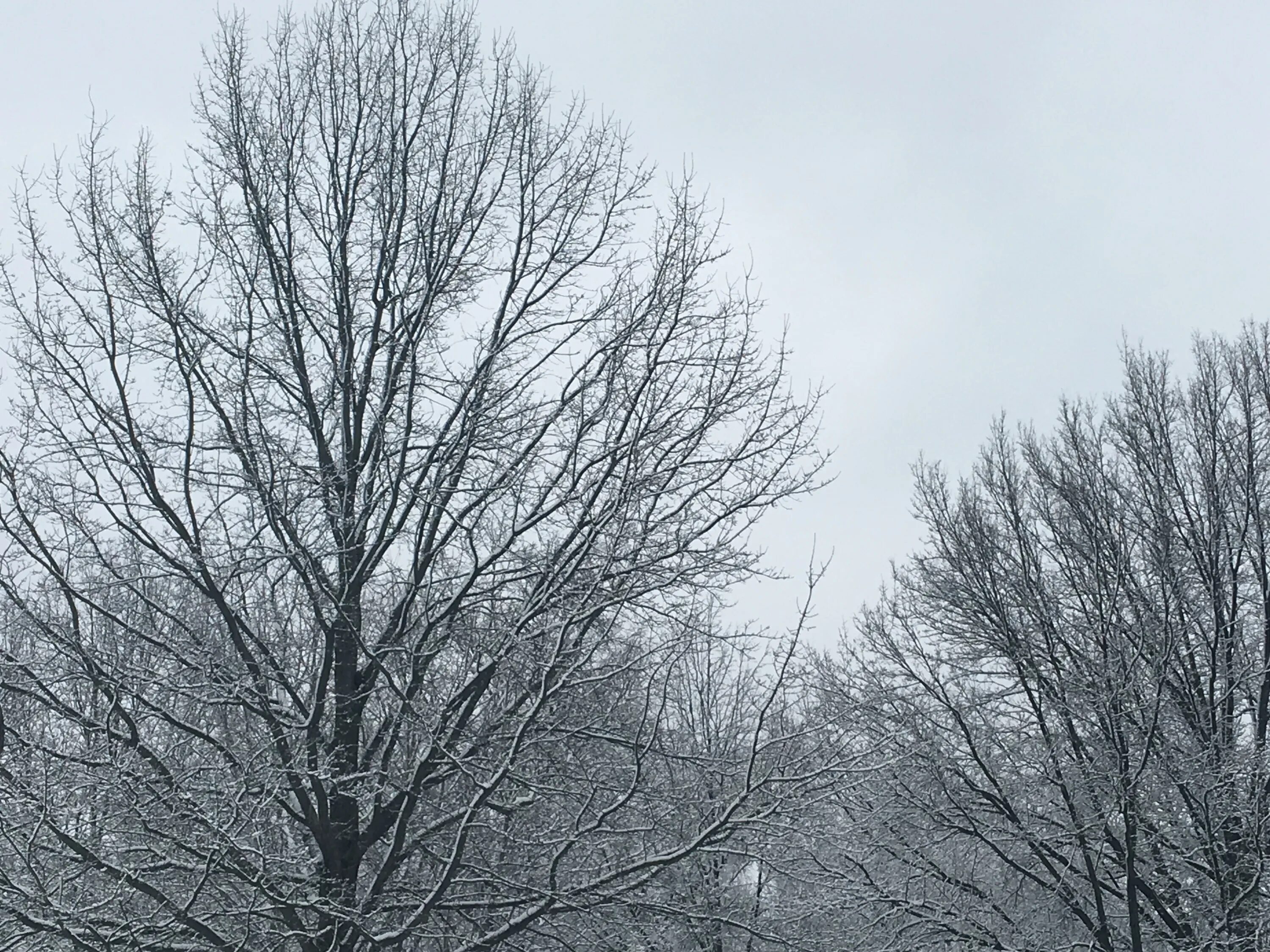 Зачем белые деревья. Зима деревья небо. Серое зимнее небо. Серое небо с деревьями. Темное небо деревья и снег.