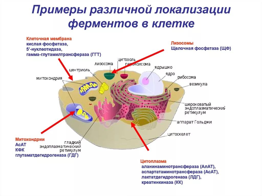 Внутриклеточные ферменты. Схема ферментов в организме. Объект лизосома центриоль процесс внутриклеточное пищеварение