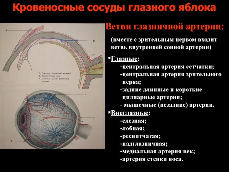 Зрительные нервы глазного яблока. Кровоснабжение сетчатки глаза. Артерии глазного яблока.