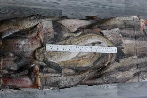 Минтая С Головой Живой - 64 фото