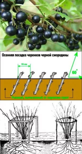 Смородина куст. Посадка смородины. Посадка черной смородины. Правильная посадка смородины.