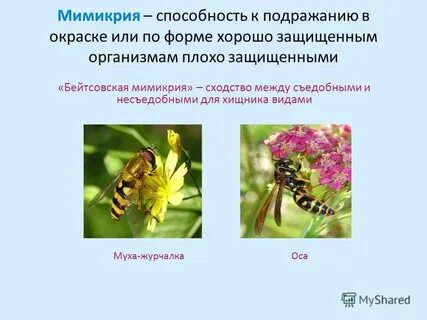 Биологическое значение приспособлений мухи журчалки