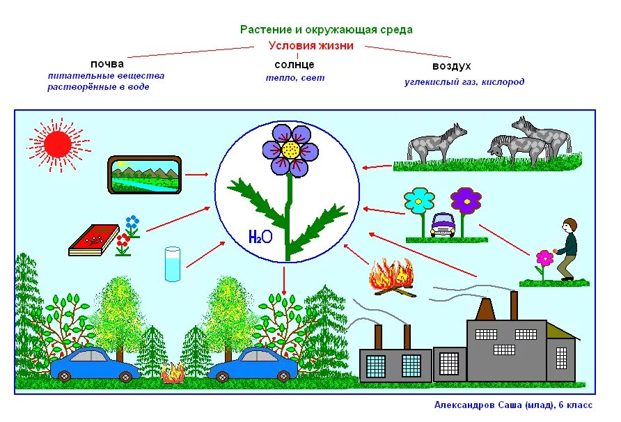 Взаимосвязь растений с окружающей средой. Связь организма с окружающей средой. Связи растения с окружающей средой. Взаимосвязи организмов и окружающей среды.