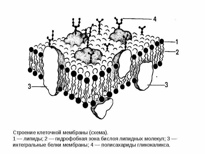 Плазматическая мембрана плазмалемма. Схема строения плазматической мембраны. Цитолемма строение. Схематическое изображение плазматической мембраны.