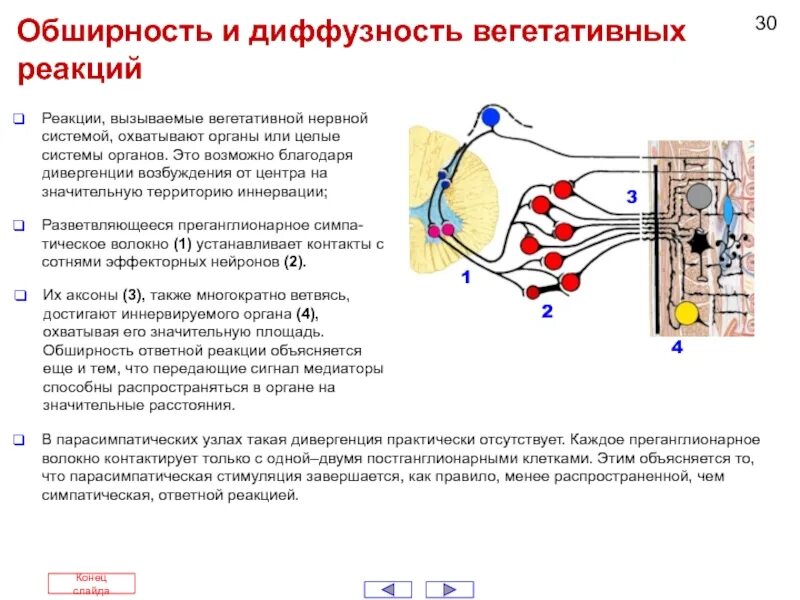 Иннервация и рефлексы. Иннервация вегетативной нервной системы. Вегетативная иннервация слезной железы схема. Преганглионарный Нейрон симпатической нервной. Вегетативная нервная система схема.