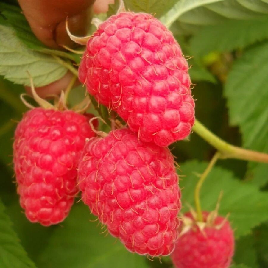 Малина зюгана. Сорт малины соколица. Малина рубиновый гигант (ремонтантная). Малина сорт калашник. Ремонтантная малина.