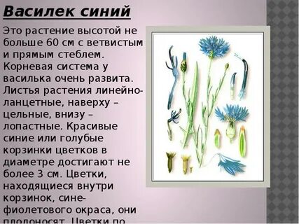 Характеристика василька