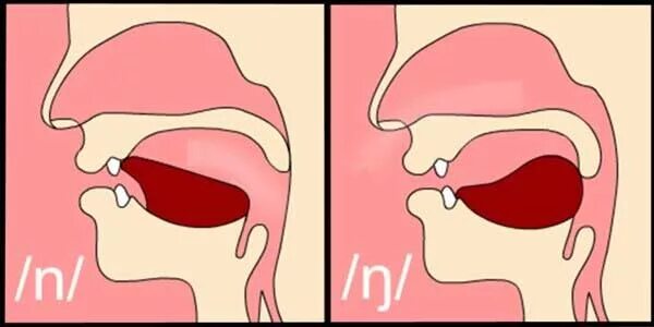 Английская артикуляция. Носовые звуки. Артикуляция носового н. Носовой звук ŋ в английском языке. Носовые звуки артикуляция.
