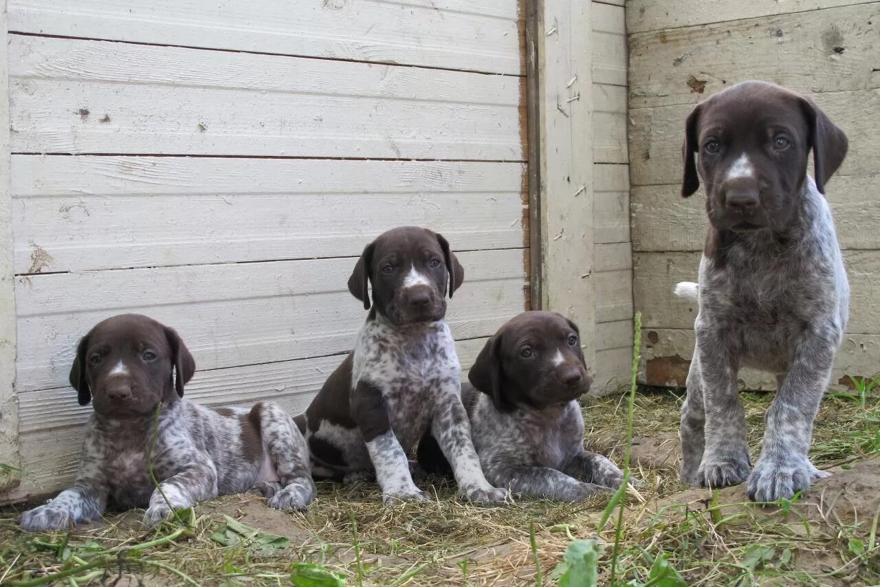Purdey 1 - Purdey, my Brother and his wife's new German Shorthaired Pointer (GSP