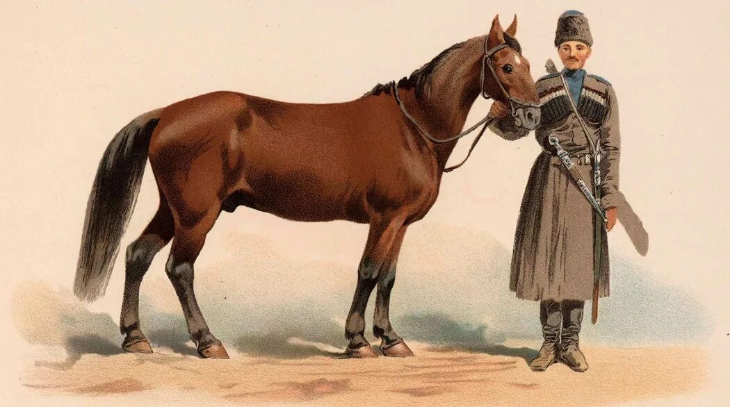Описание кабардинской лошади. Кабардинская порода лошадей. Кабардинец лошадь порода. Кабардинская лошадь Черкес. Кабардинская Скаковая лошадь.