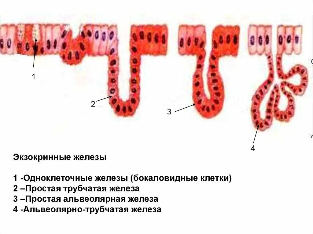 Скопление клеток железистого эпителия
