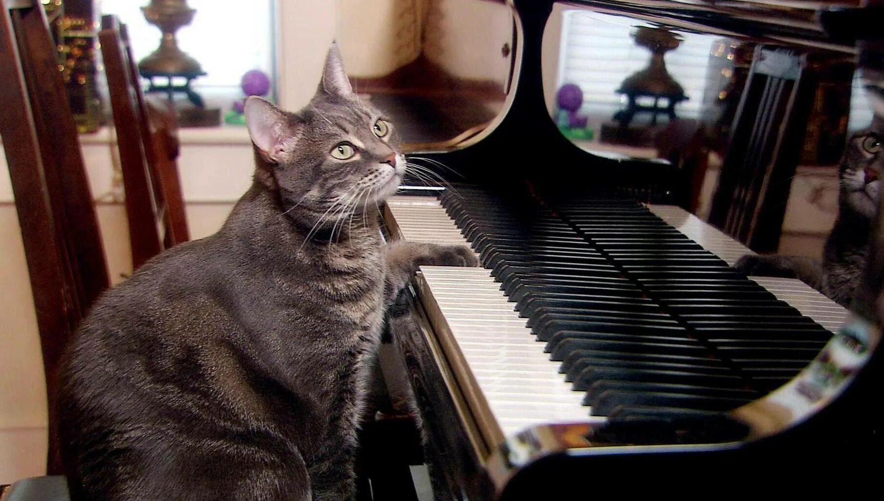 Кот на пианино. Кошка на пианино. Коты и пианино. Кошка на рояле. Кота музыкальные инструменты