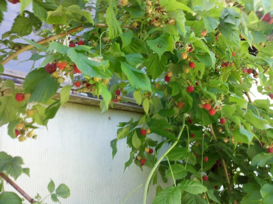 Шизандра китайская лимонник. Лимонник дальневосточный ягоды. Лимонник маньчжурский. Лимонник куст. Лоза лимонника дальневосточного.