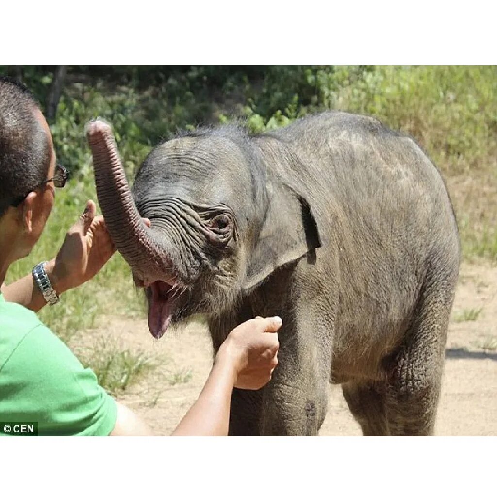 Плакала 5 часов. Срок беременности у слонов. Слонёнок плачет. Слониха затоптала Слонёнка.
