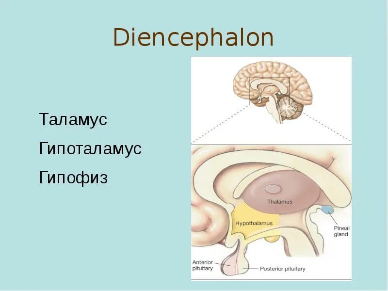 Промежуточный мозг гипоталамус гипофиз. Гипофиз эпифиз таламус. Мозг гипофиз эпифиз гипоталамуса. Таламус гипоталамус эпиталамус гипофиз и эпифиз. Гипофиз передний мозг