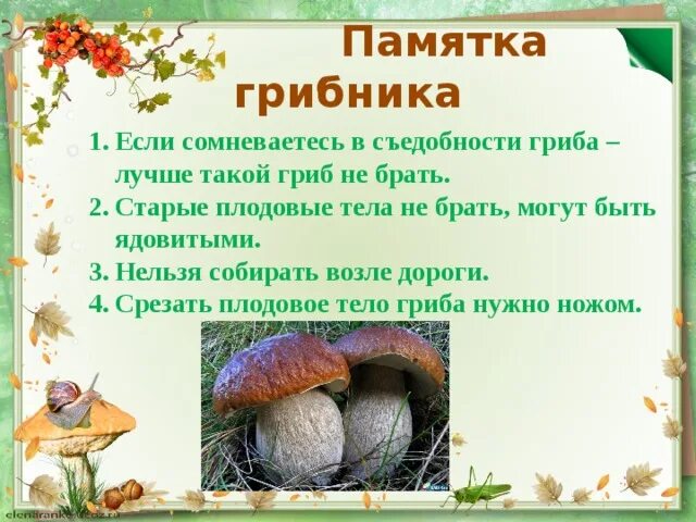 Главное правило грибника 3 класс окружающий. Памятка грибника. Правила сбора грибов рисунок. Памятка по сбору грибов. Памятка по сбору грибов 3 класс окружающий мир.