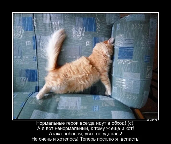 Песня нормальные герои всегда идут. Спящий кот. Нормальные герои всегда идут в обход. Ерунда картинки прикольные. Ерунда прикол.