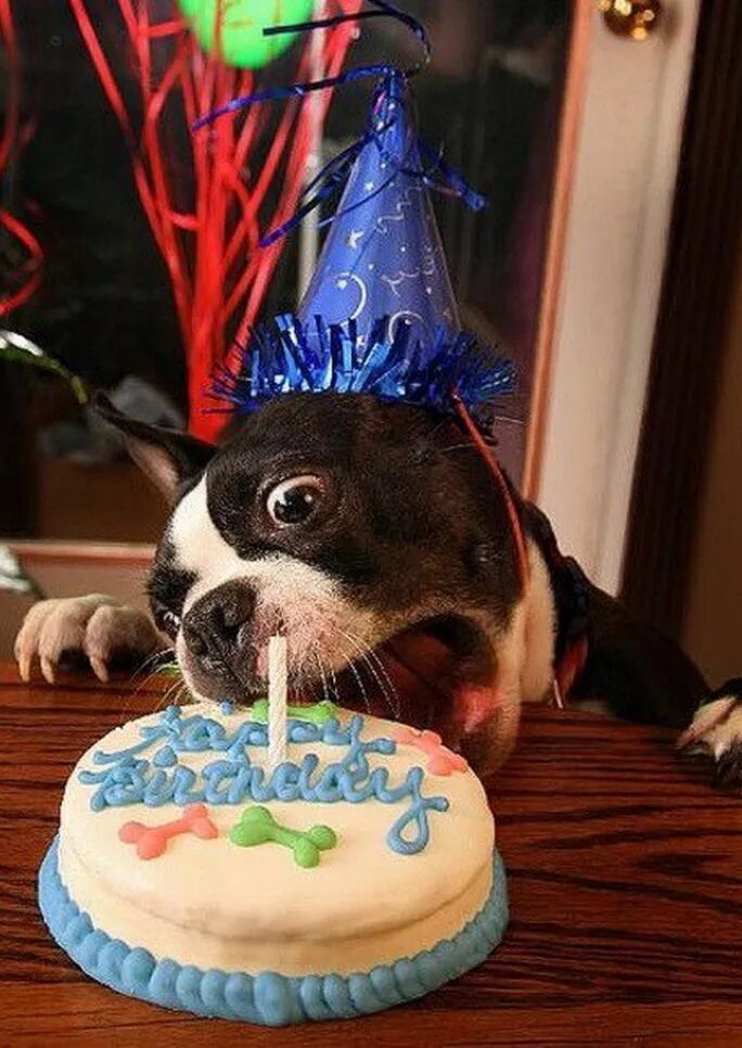 Пес день рождения макса. С днём рождения смешные. Тортики с собачками. Животные поздравляют с днем рождения. С днем рождения прикол.