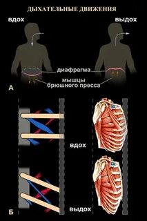 Движения на вдохе выдохе