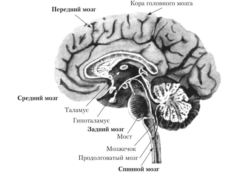 Длинные отростки головного мозга. Строение нервной системы головного мозга. ЦНС головной мозг анатомия. ЦНС головной мозг строение. ЦНС спинной мозг строение.