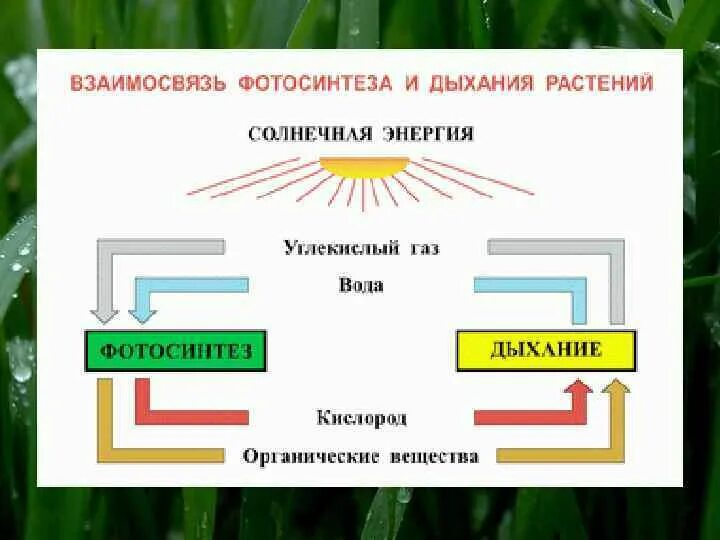 Схемы процессов дыхания и фотосинтез. Схема взаимо связи фотосинтеза и дыхания. Схема взаимосвязи процессов фотосинтеза и дыхания. Взаимосвязь фотосинтеза и дыхания растений. Сравнение процессов фотосинтеза и дыхания где происходит