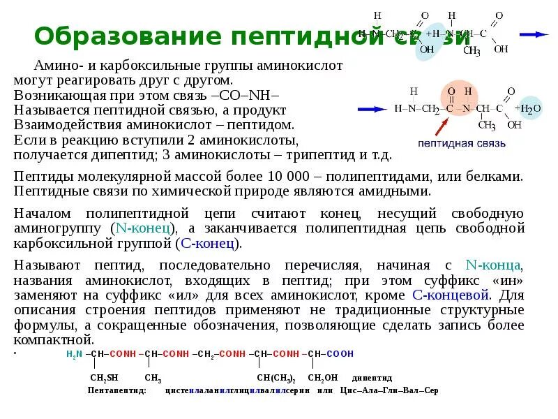 Что образуется из аминокислот. Взаимодействие аминокислот друг с другом. карбоксильные группы аминокислот и аминокислоты. альфа карбоксильные группы аминокислот. карбоксильная группа аминокислот.