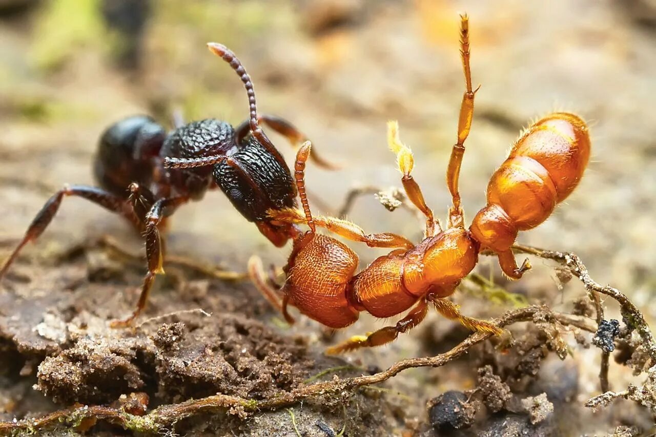 Рыжий муравей питание. Битва красных и черных муравьев. Красные муравьи термиты. Муравьи сиафу. Насекомые муравей.