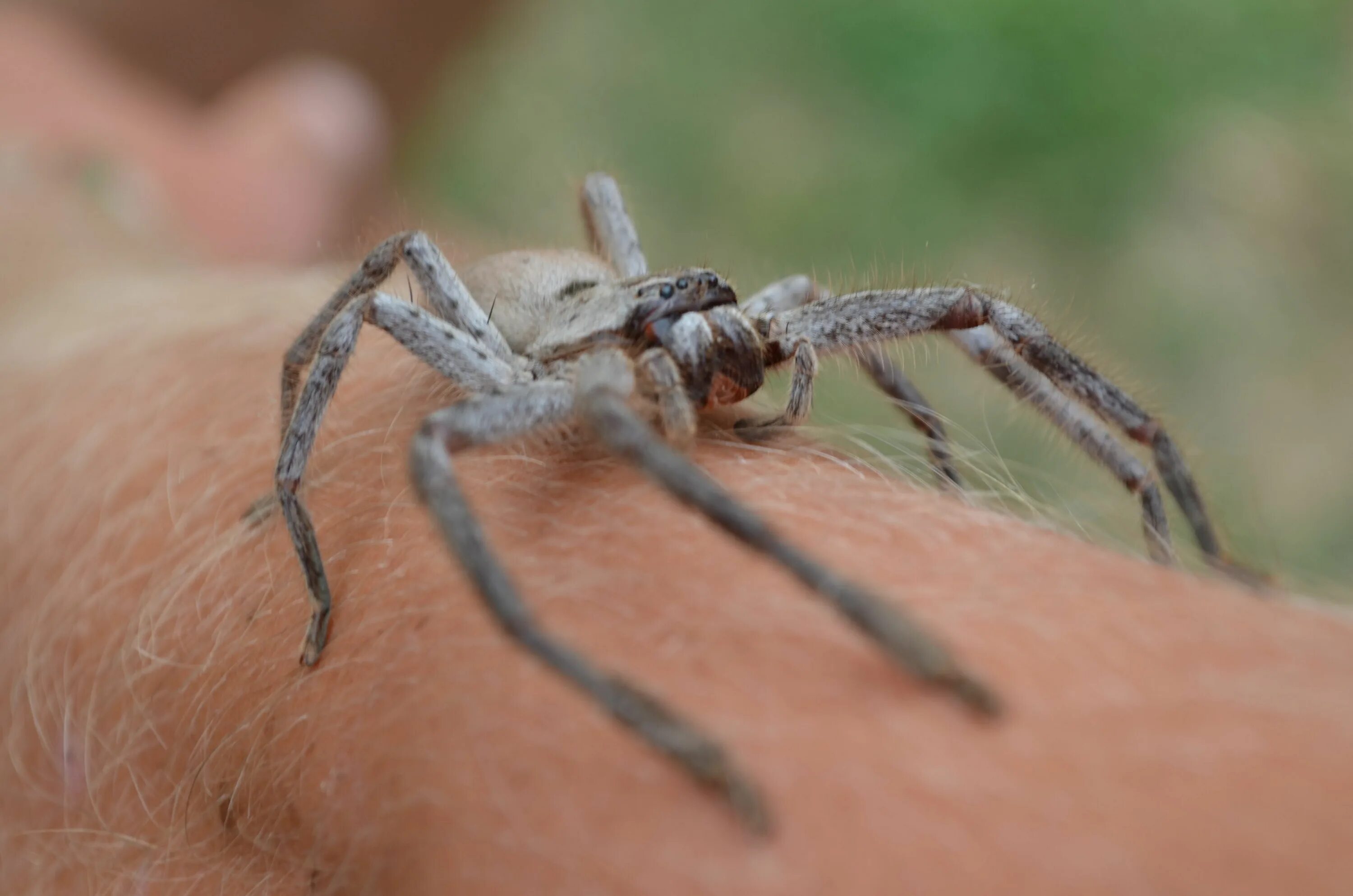Huntsman spider. Паук хантсмен австралии. паук huntsman spider. австралийский странствующий паук. крабовый паук (huntsman spider).