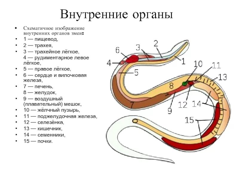 Какой признак внешнего строения змеи. Строение змеи внутренние органы. Внутреннее строение змеи схема. Строение пищеварительной системы змеи. Внутреннее строение змеи 7 класс.