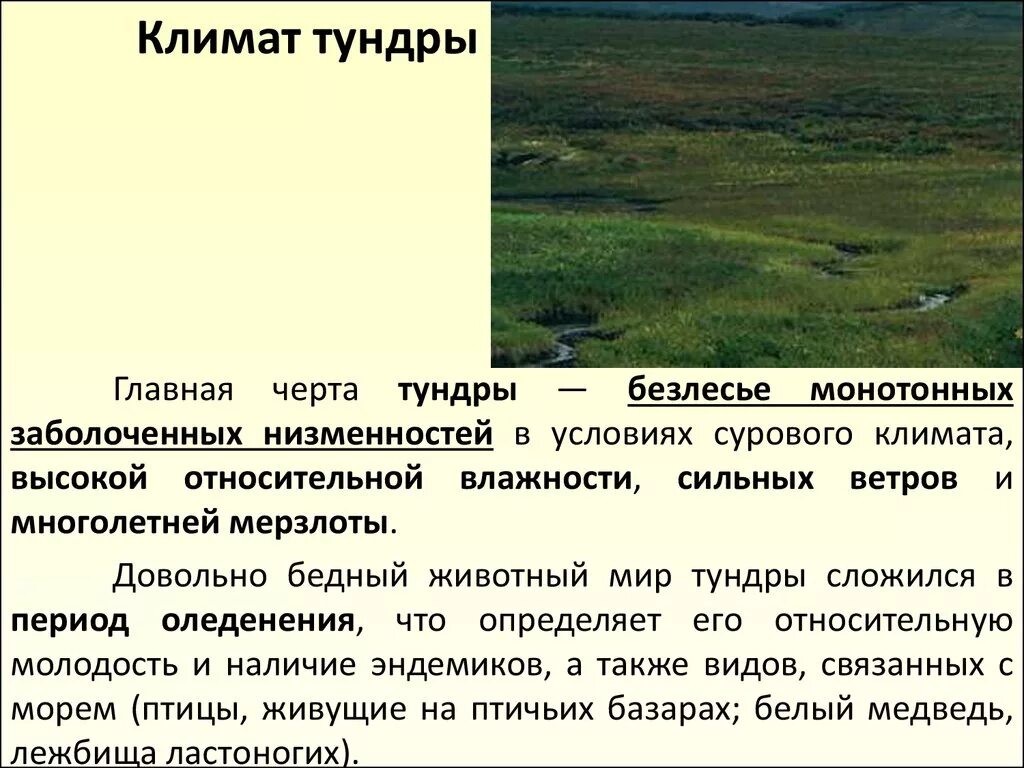 Характеристика тундры в россии. Климатическая зона тундра. Климат тундры. Климатические условия тундры. Главные черты тундры.