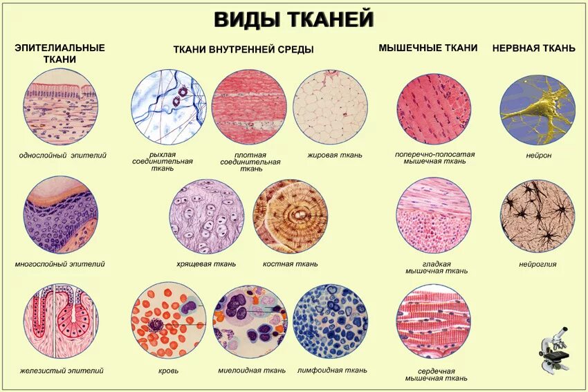 Анатомия ткань человека это виды тканей. Основы гистологии ткани анатомия. Строение и виды тканей животных.