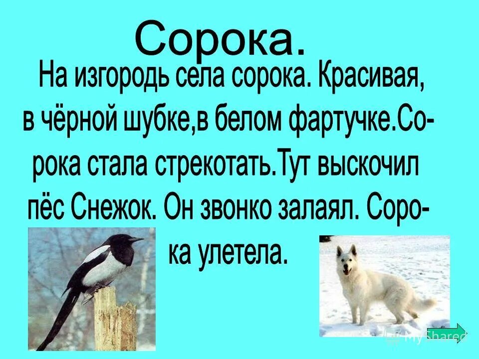 Белое брюшко не обращал внимания на писк