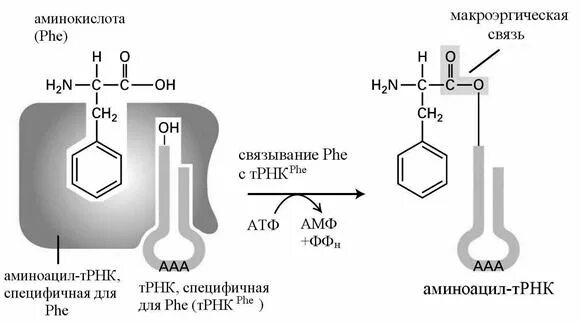 Соединение трнк с аминокислотой. Образование аминоацил-ТРНК. Схема синтеза аминоацил ТРНК. Присоединение аминокислоты к ТРНК. Как аминокислота присоединяется к ТРНК.