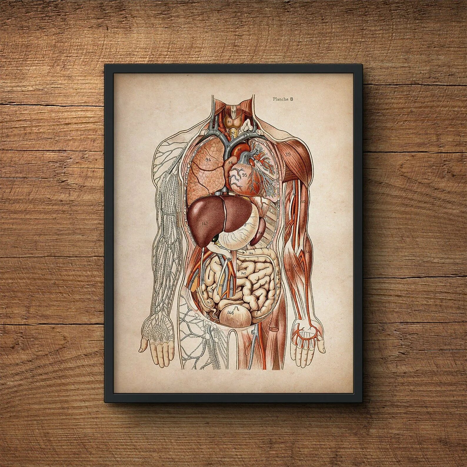 Анатомия картинки. Анатомические плакаты. Анатомический плакат человека. Плакаты по анатомии человека. Анатомический плакат внутренние органы.