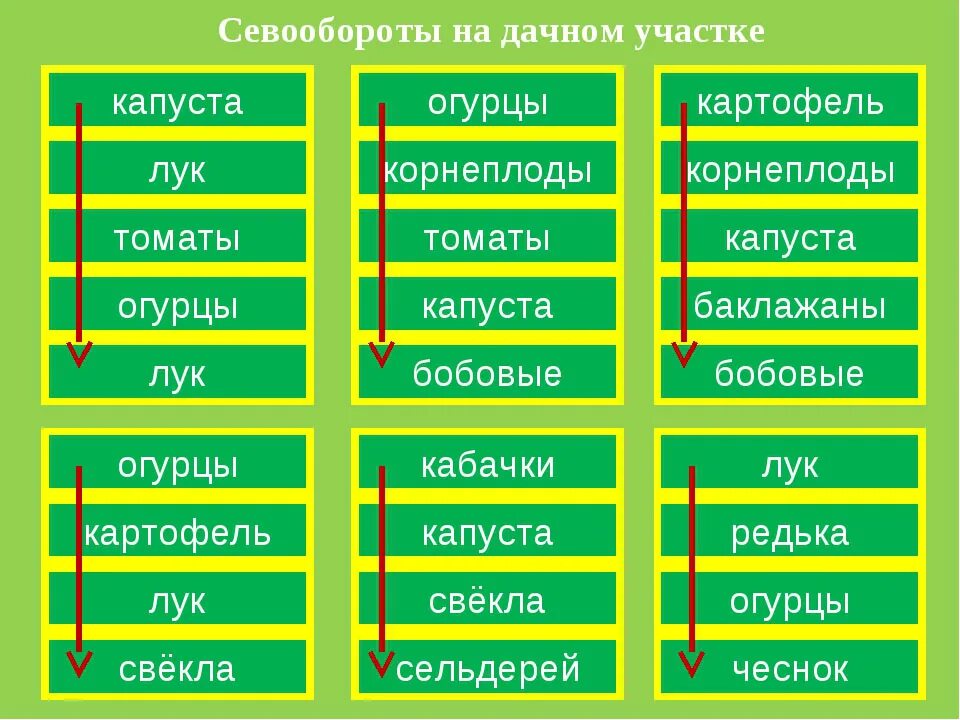 Схема севооборота овощных культур. Схема севооборота на дачном участке овощных культур. Очередность посадки овощных культур таблица. Схема севооборота овощных культур на дачном участке таблица. Чередование культур в севообороте