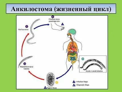 Морфология жизненный цикл