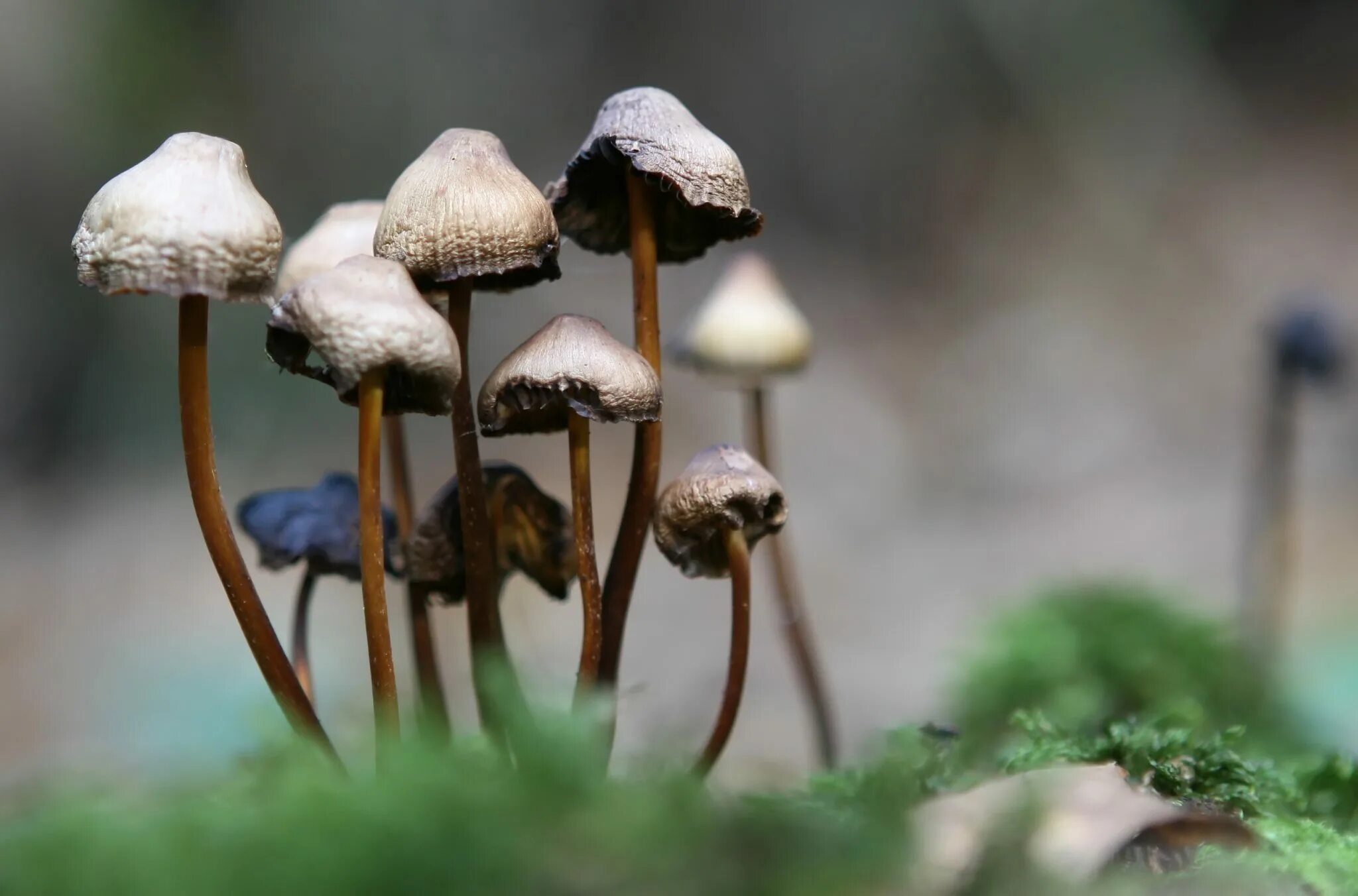 Грибы псилоцибин. Самые сильные грибы. Гриб-монстр armillaria ostoyae. Король гриб в малеурском национальном лесу, штат орегон, сша. Пселоцевидные грибы.