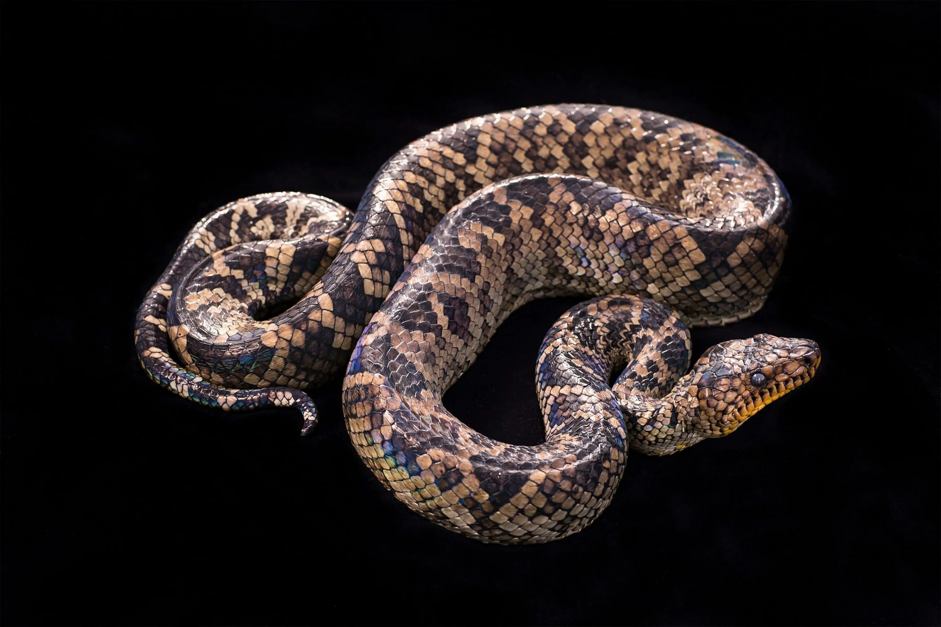 Дорогие змеи. Змея Тайпан голубая. Corallus enydris. Доминиканский горный удав.